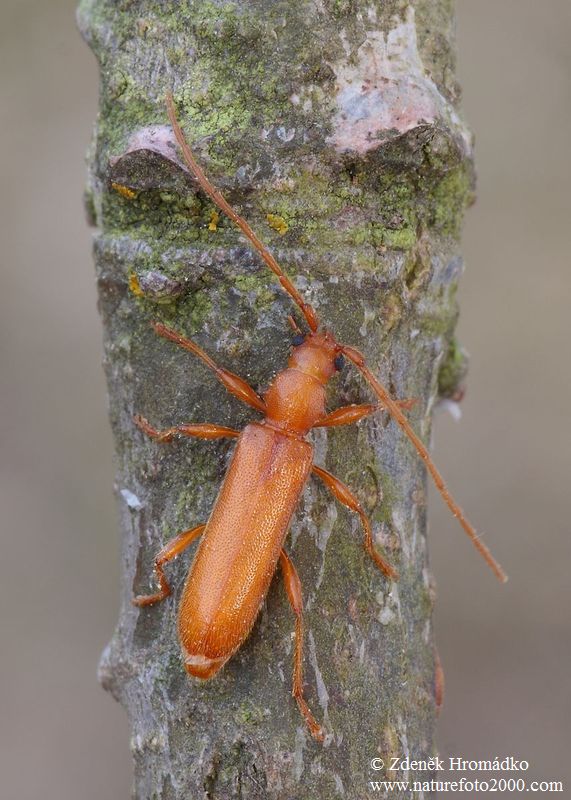 tesařík, Axinopalpis gracilis (Krynicky, 1832), Cerambycidae (Brouci, Coleoptera)